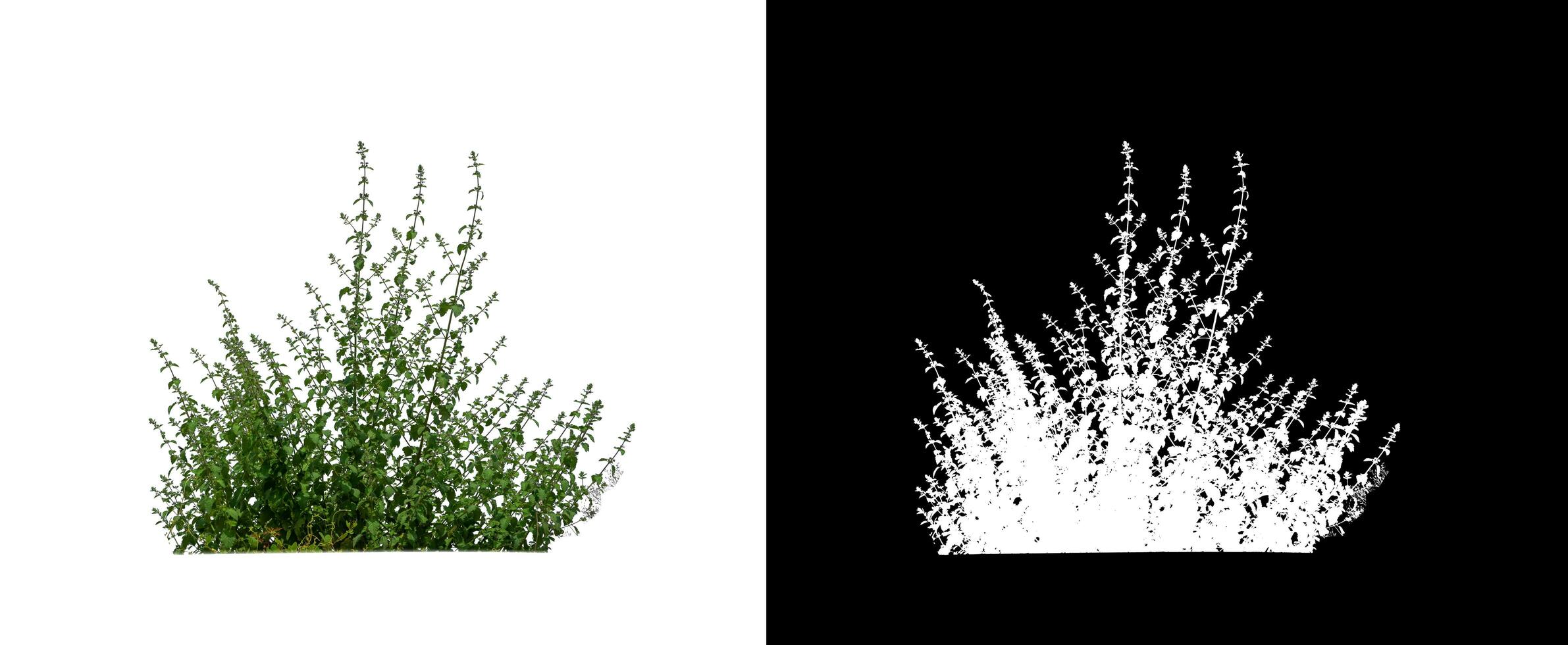 Clump  grass isolated on white background with clipping path and alpha channel photo
