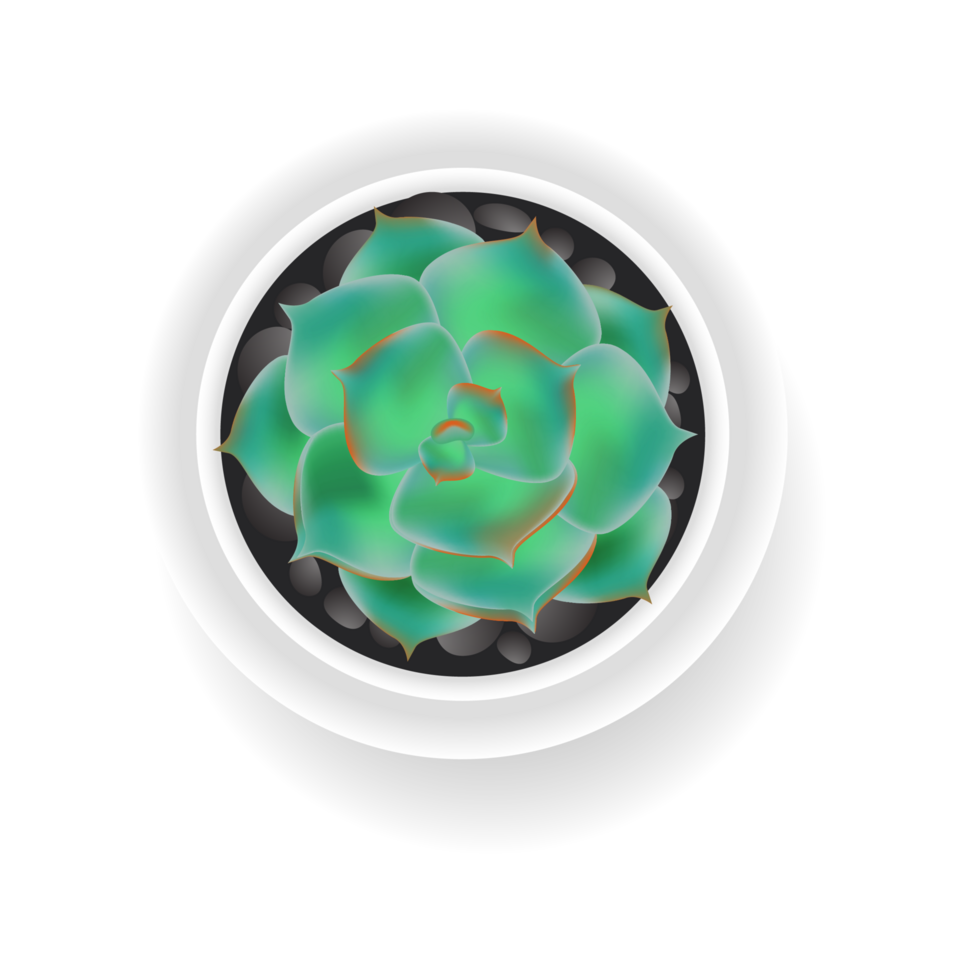 Realistic Cute Succulent with Top View png