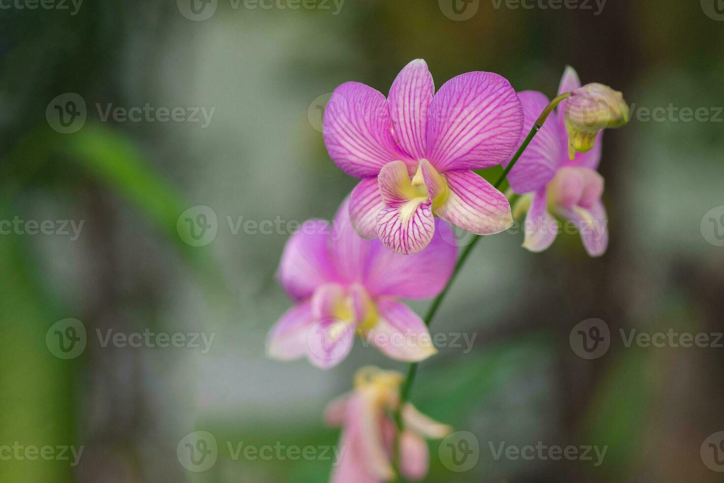 Beautiful purple orchids blooming with natural background in the garden photo