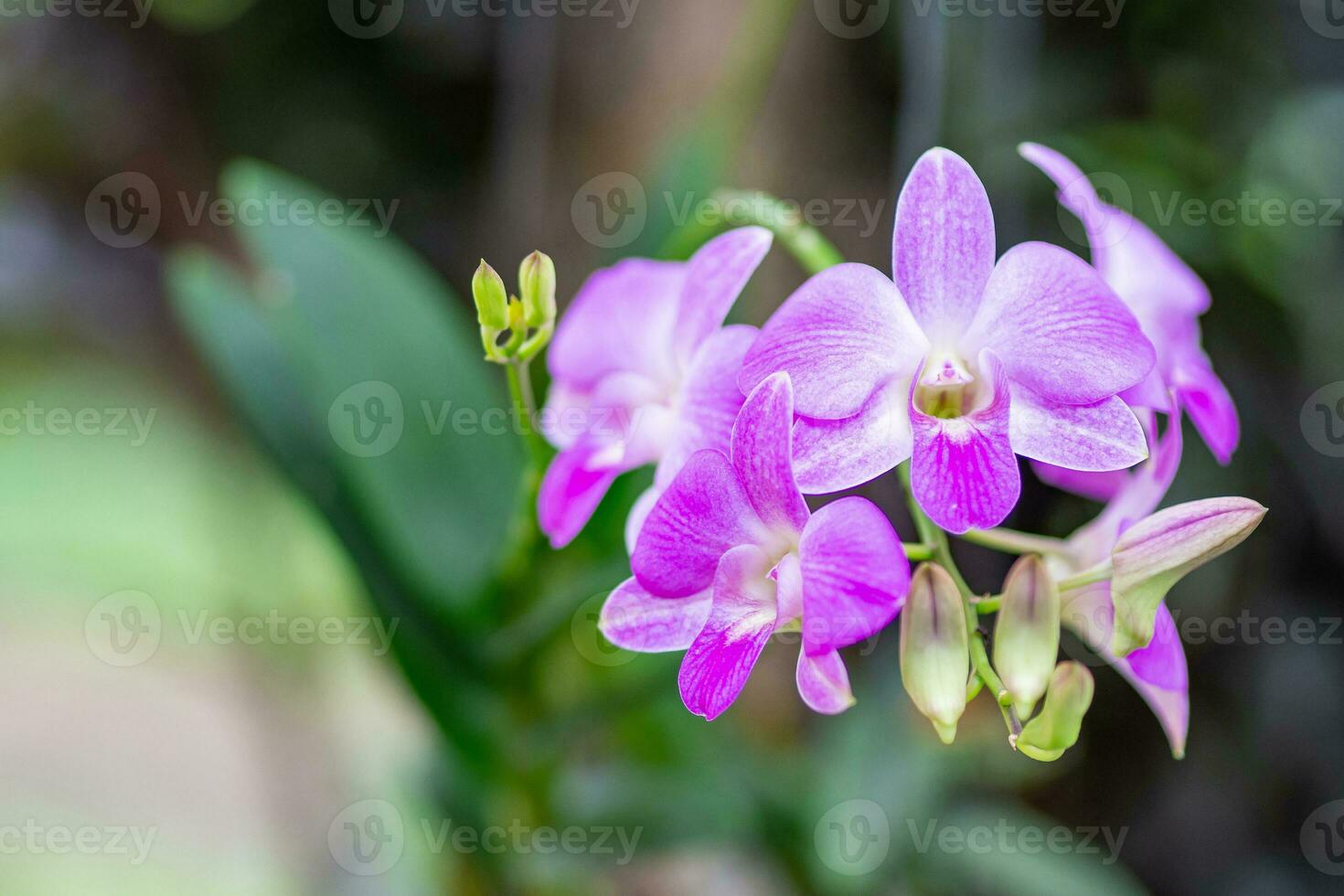 de cerca de hermosa púrpura orquídeas floreciente en el jardín foto