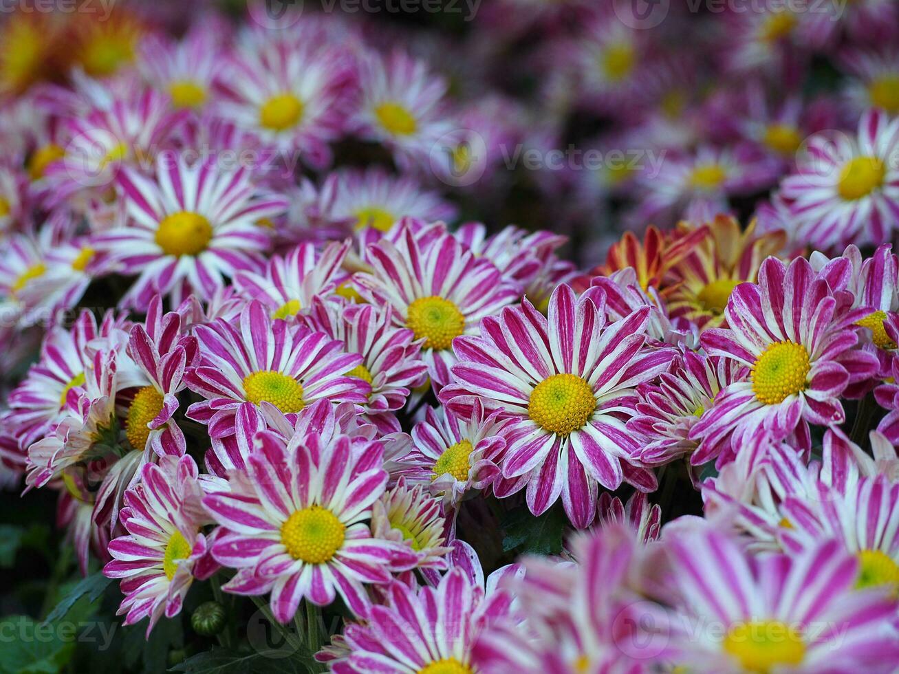 Beautiful of Chrysanthemums flower blooming with sunlight effect in the garden. photo