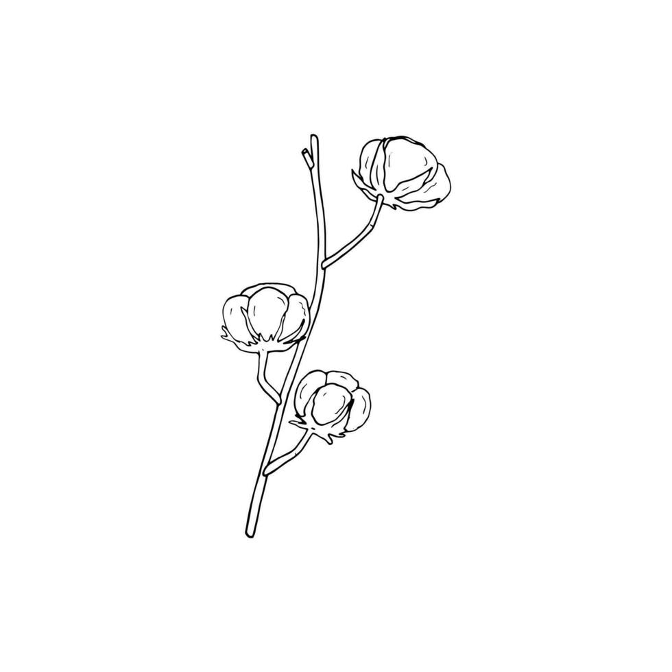 Cotton branch in doodle style, hand-drawn Botanical vector illustration. Isolated on white background.