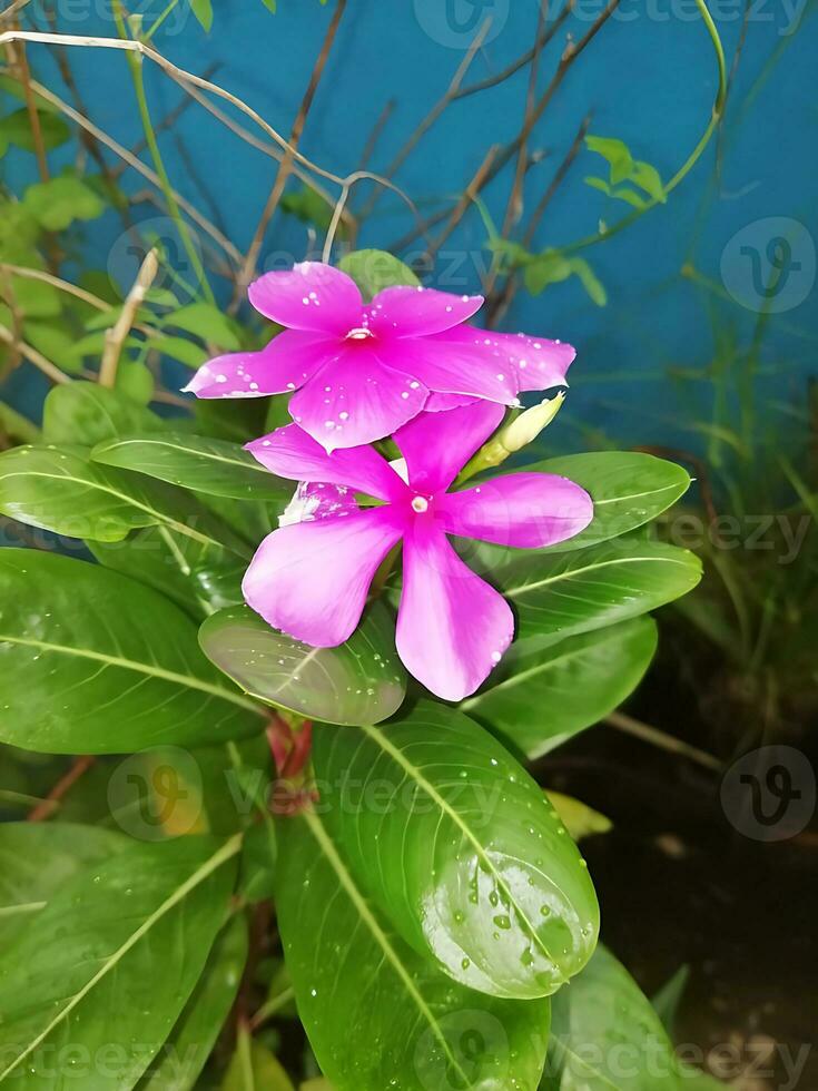 Disparo de increíble púrpura flores en lluvia o monzón foto