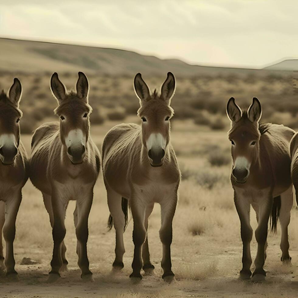 group of donkeys in the deserta toned image photo