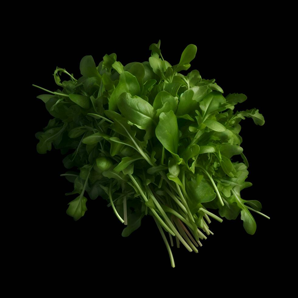 Fresh green arugula isolated on black background with clipping path. photo