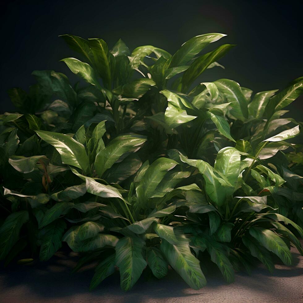 Green leaves of a houseplant in a pot on a dark background photo