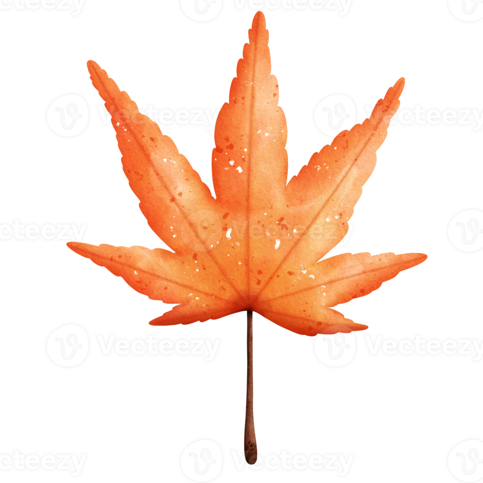 Watercolor Autumn Leaf png
