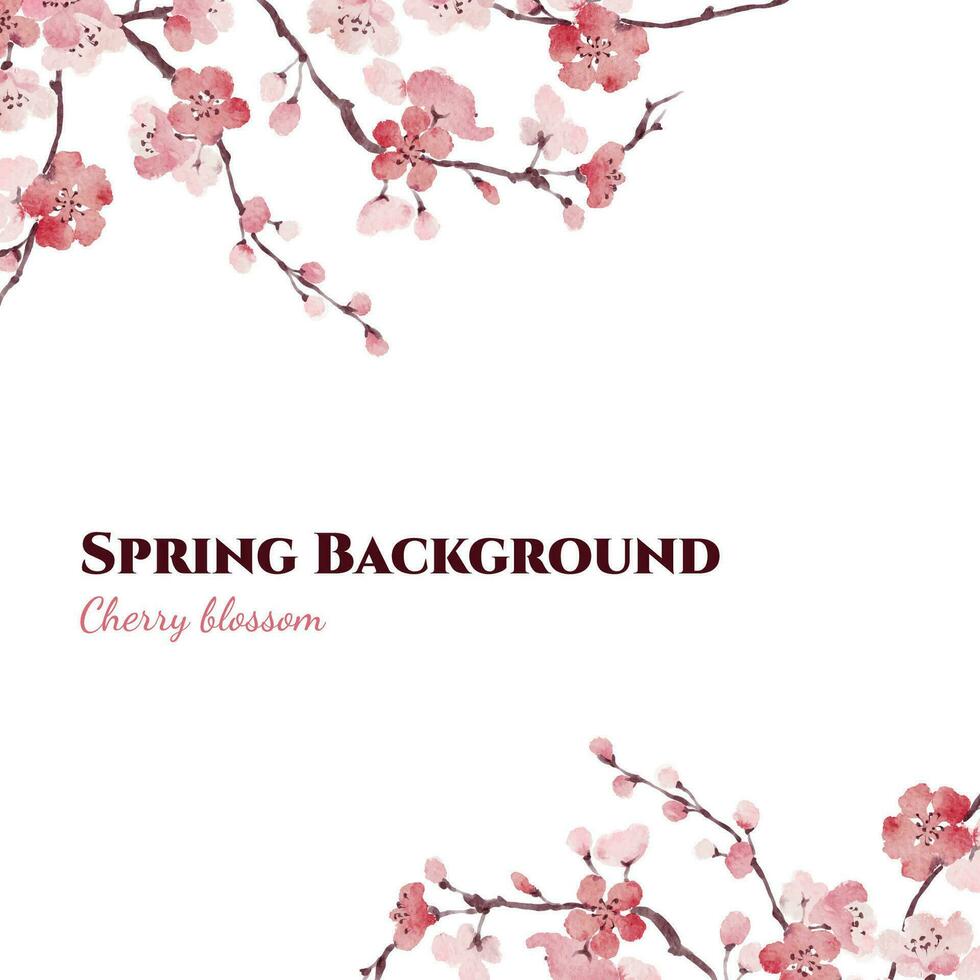 Spring Watercolor Sakura square Vector Background design with pink Sherry Blossom flowers for cards and invitations. Loose wet hand drawn painting style.