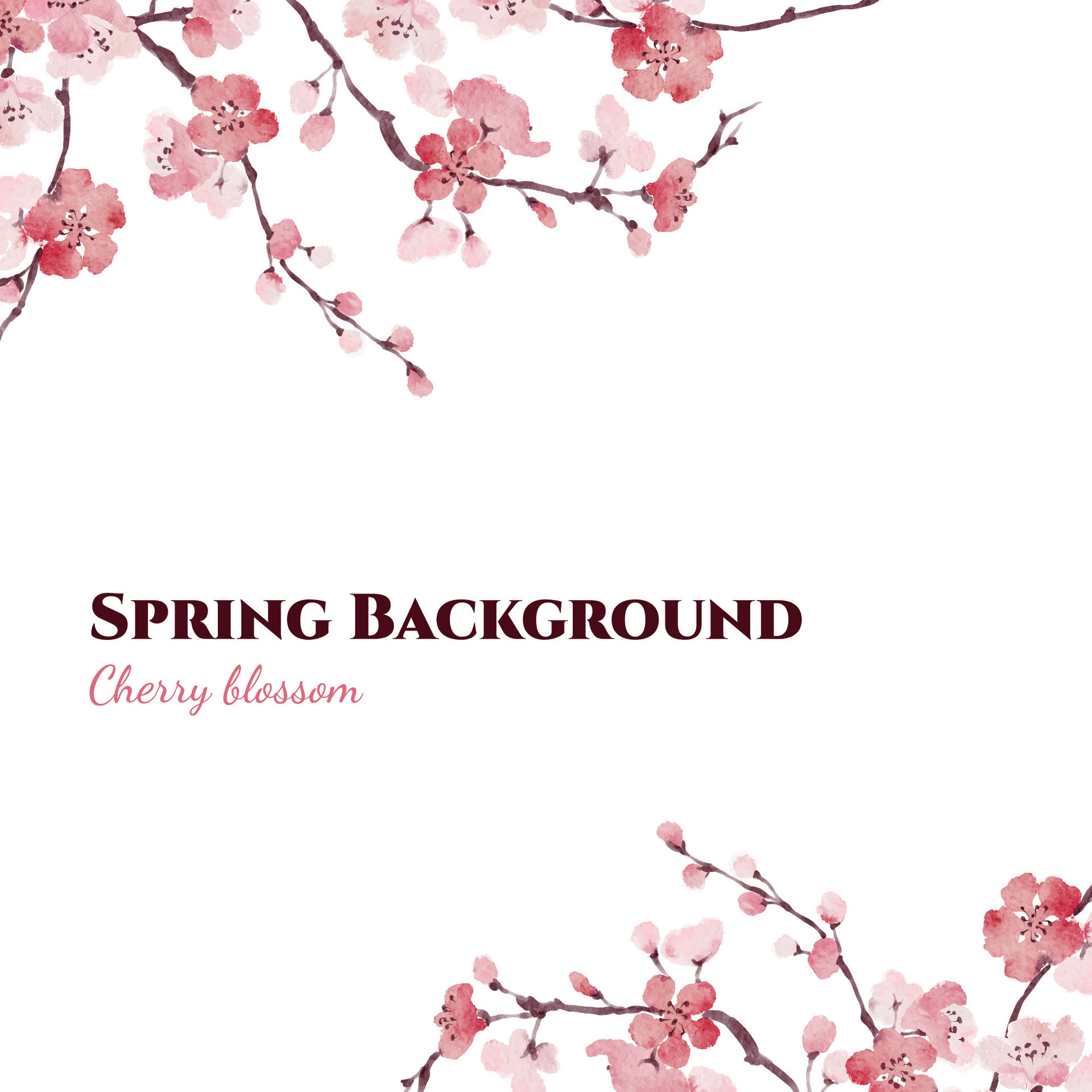 Spring Watercolor Sakura square Vector Background design with pink