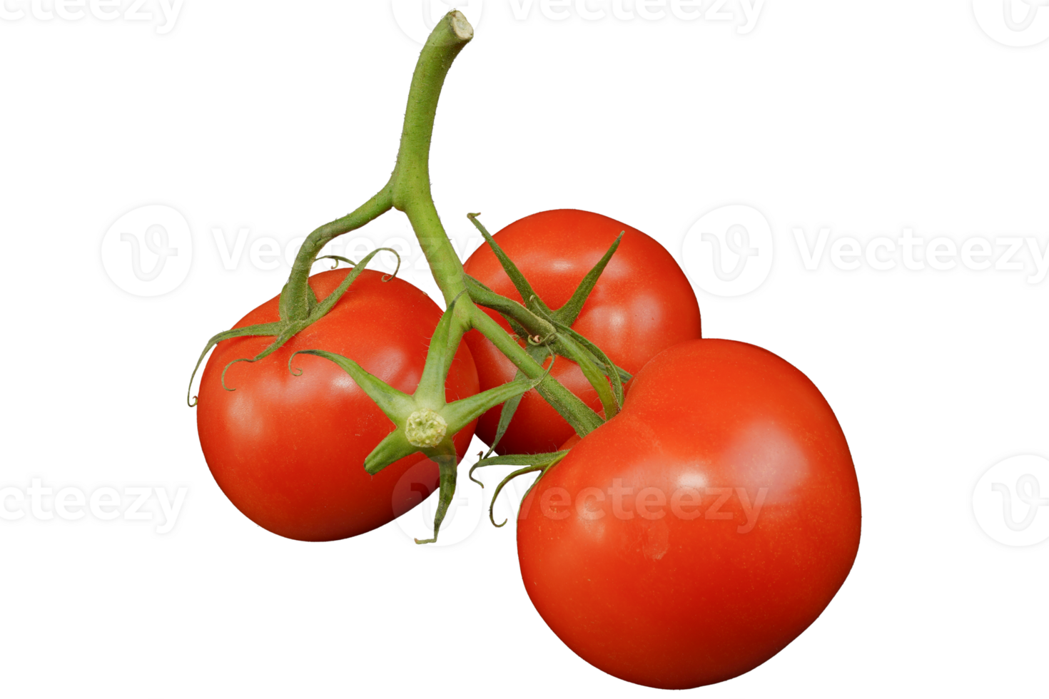 tomates. maduro e vermelho tomates ramo sem fundo. png