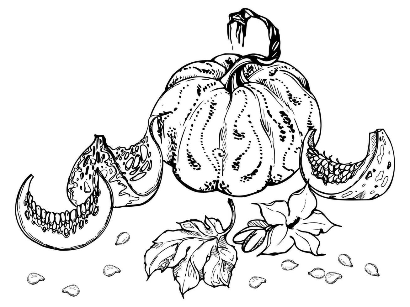 Hand drawn ink vector pumpkin gourd squash. Sketch illustration art for Thanksgiving, Halloween, harvest, farming. Isolated object, outline. Design for restaurant menu print, cafe, website, invitation