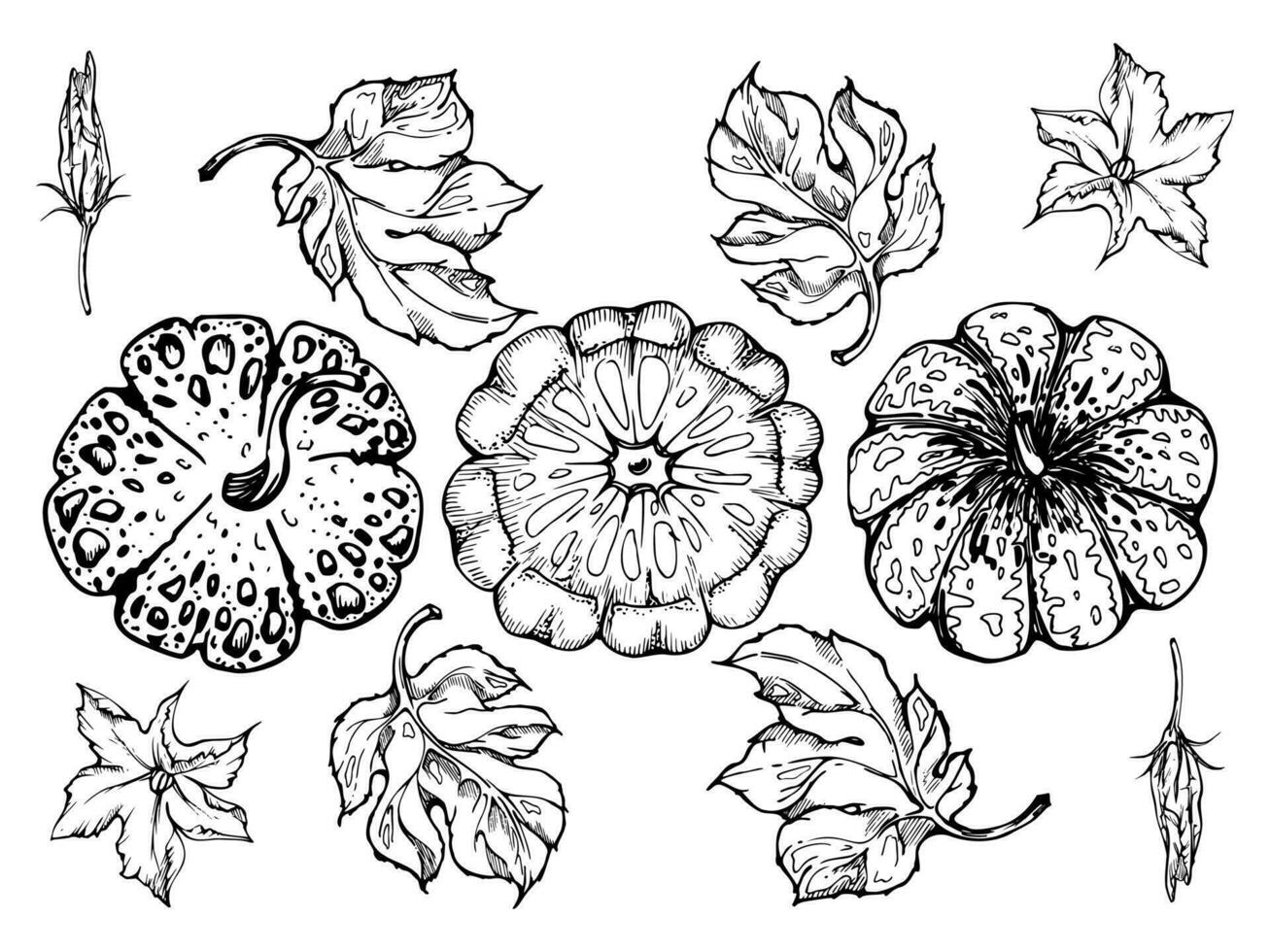 Hand drawn ink vector pumpkin gourd squash. Sketch illustration art for Thanksgiving, Halloween, harvest, farming. Isolated object, outline. Design for restaurant menu print, cafe, website, invitation