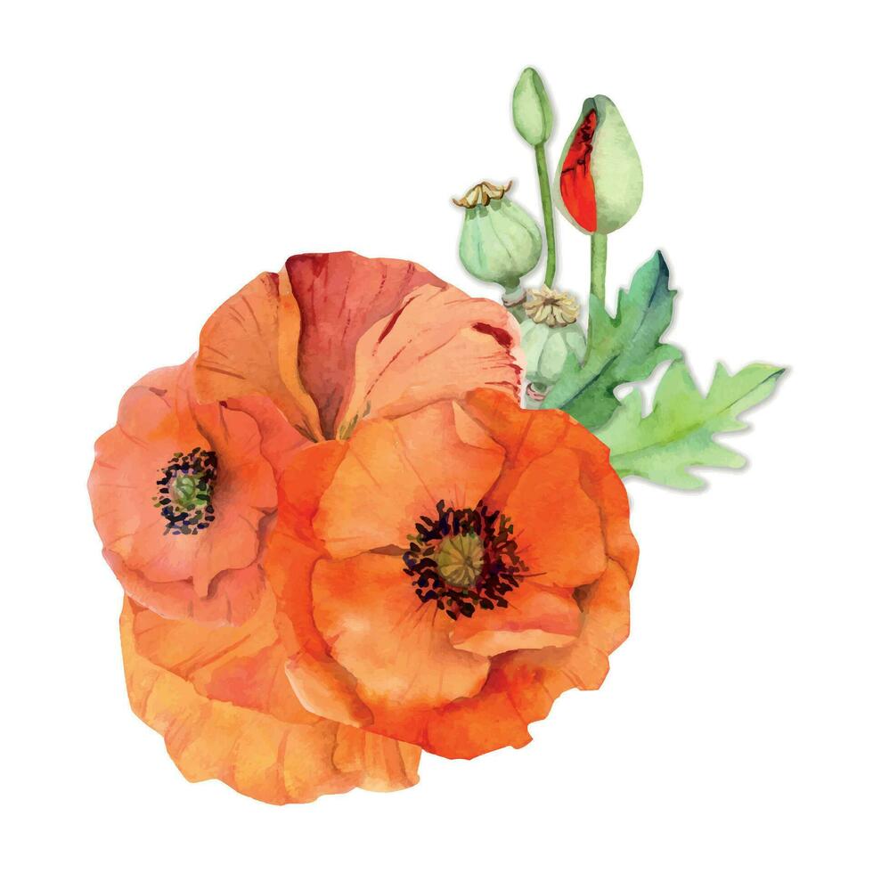 Watercolor bouquet arrangement, elements with hand drawn summer bright red poppy flowers. Isolated on white background. Design for invitations, wedding, love or greeting cards, paper, print, textile vector