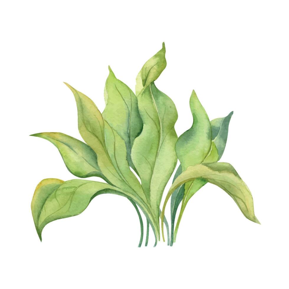 Hand drawn watercolor aquarium plants, algae and seaweed. Marine exotic underwater botanical illustration. Isolated object on white background. Design shops, brochure, print, card, wall art, textile. vector