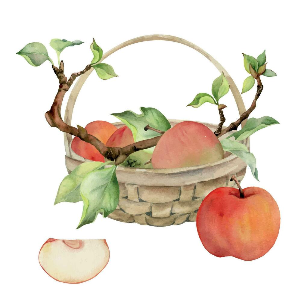 Hand drawn watercolor composition with apple fruits in basket, with branch and leaves, ripe, full and slices. Isolated on white background. Design for wall art, wedding, print, fabric, cover, card. vector