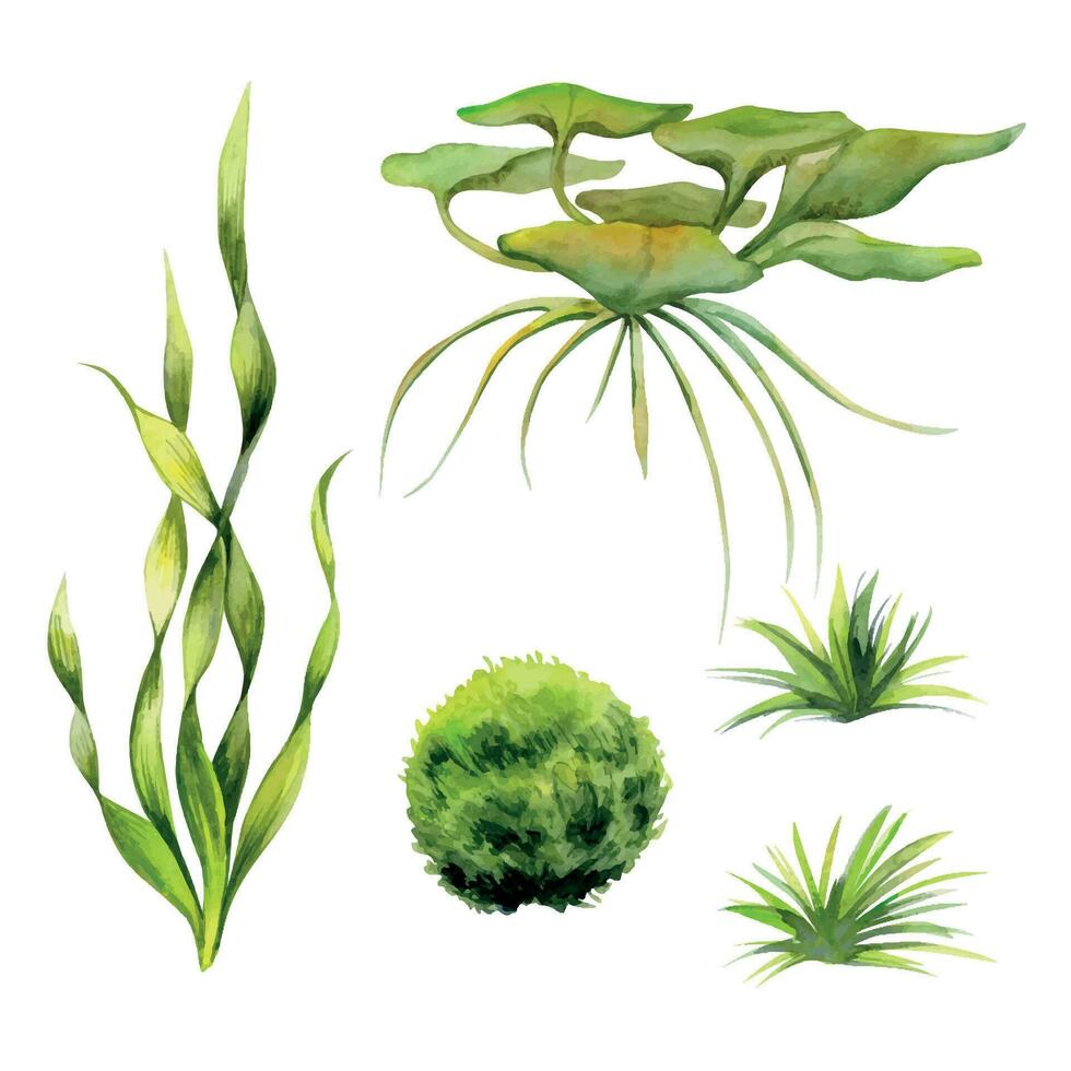 Hand drawn watercolor aquarium plants, algae and seaweed. Marine exotic underwater botanical illustration. Isolated object on white background. Design shops, brochure, print, card, wall art, textile. vector