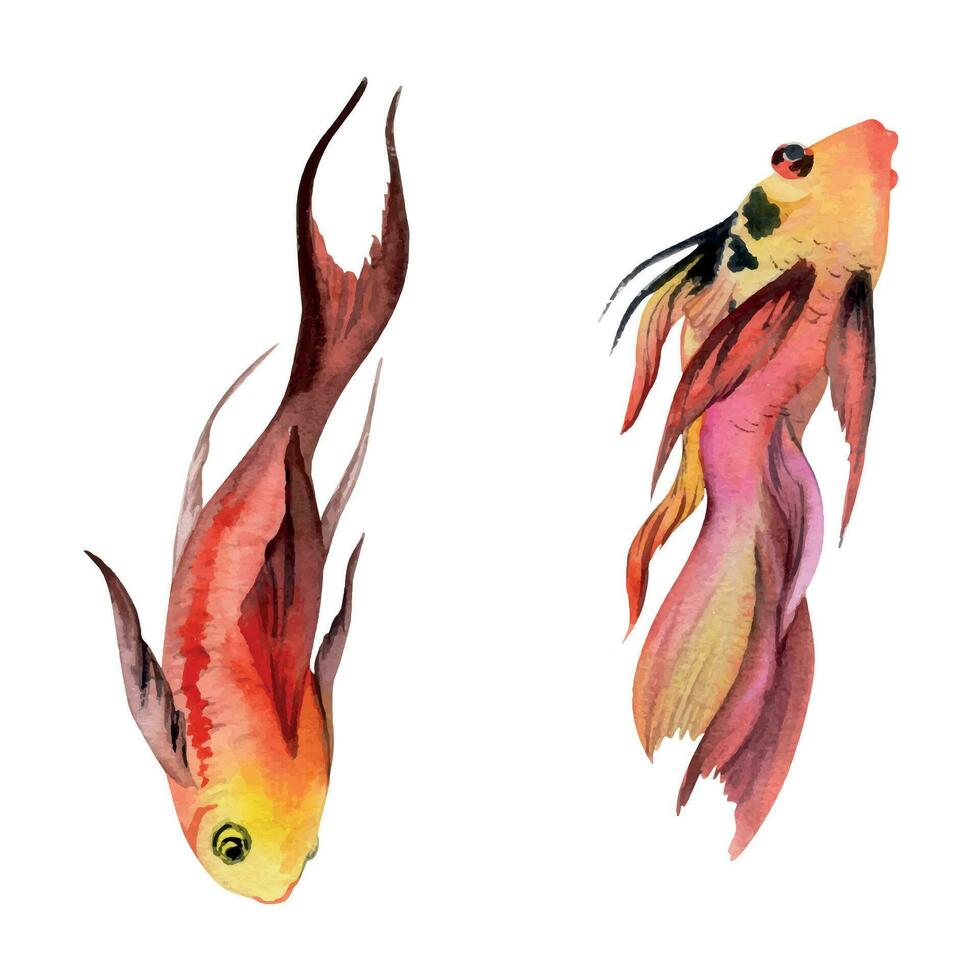 Hand drawn watercolor aquarium tropical fish swordtail sealife. Marine exotic underwater illustration. Isolated object on white background. Design for shops, brochure, print, card, wall art, textile. vector