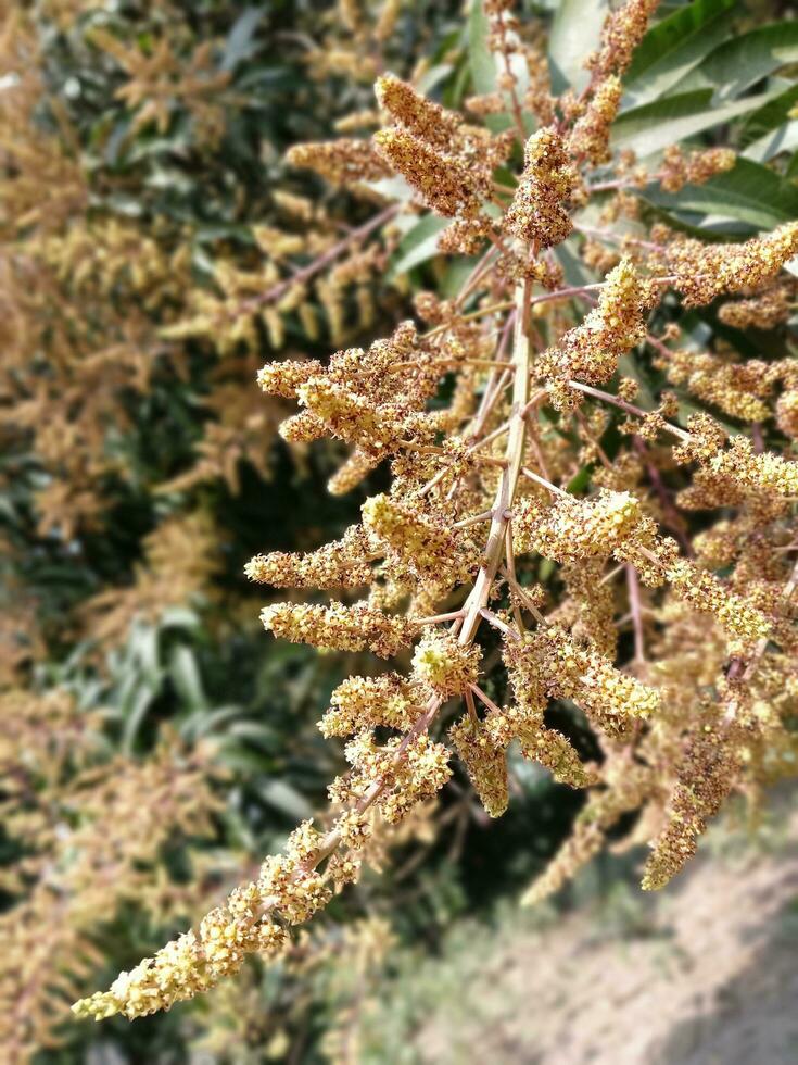 Mango tree flowering in bloom close up Stock Photo