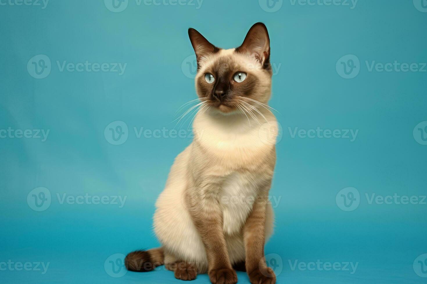 Cute Siamese in nature, national geography, Wide life animals. AI Generated. photo