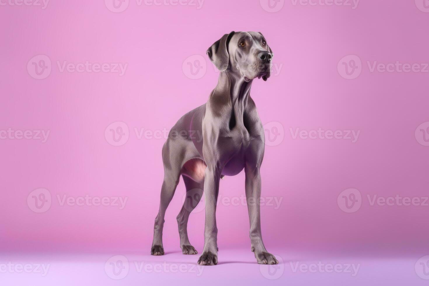 Cute Great Dane in nature, national geography, Wide life animals. AI Generated. photo