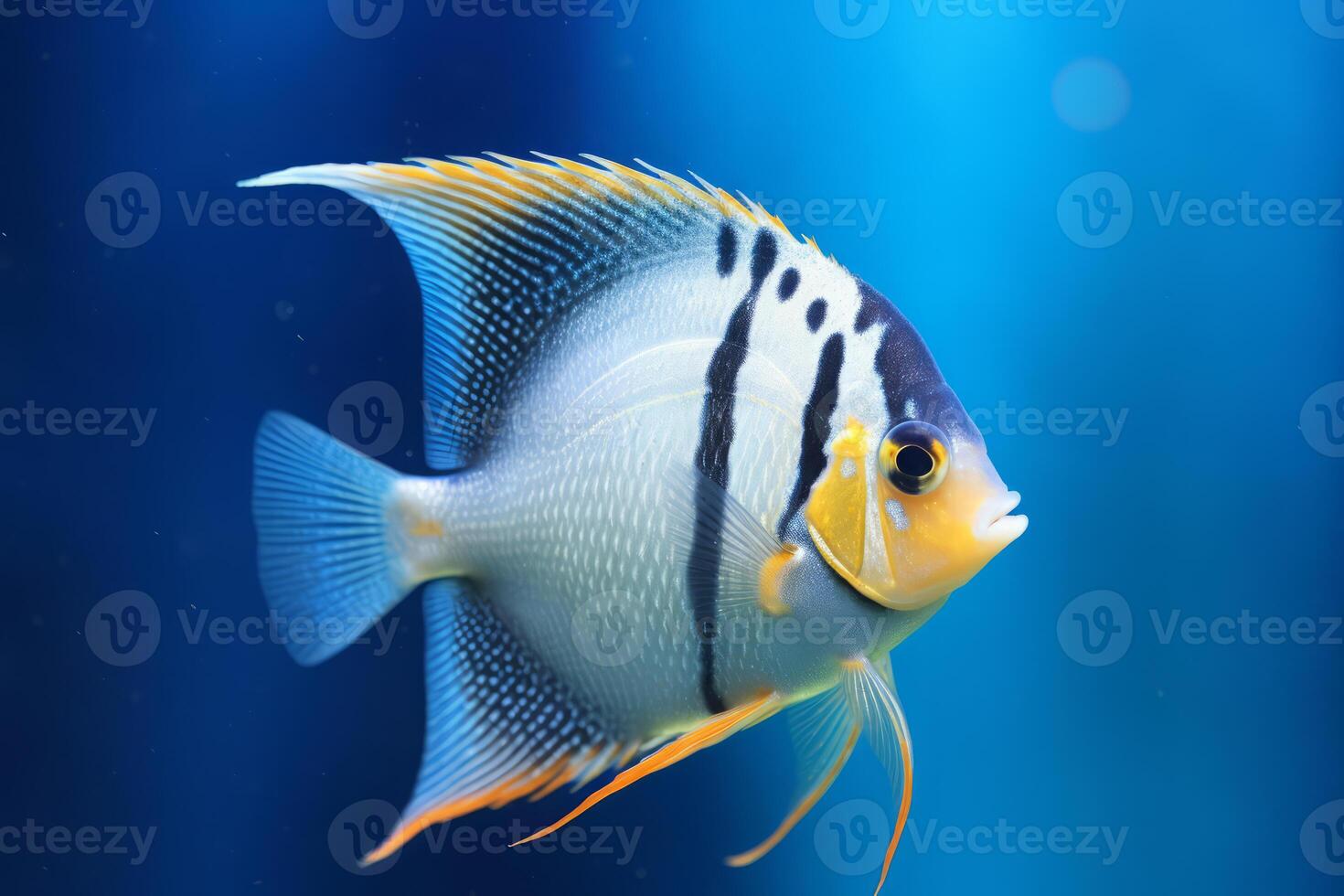 very cute Angel fishery cute Angelfish in nature, national geography, Wide life animals. photo