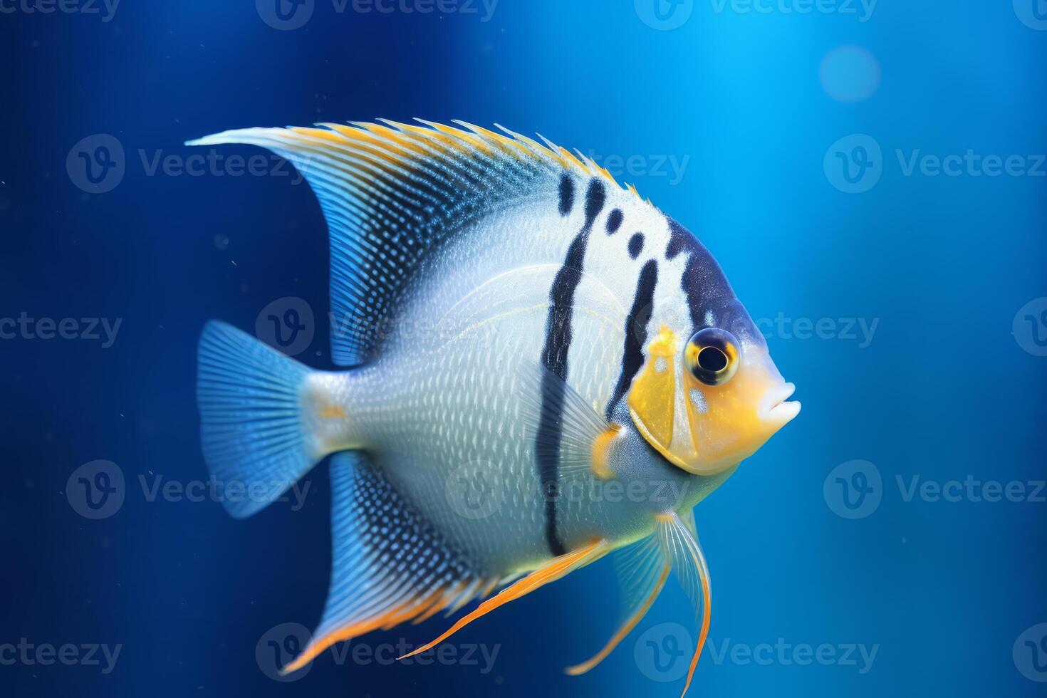 very cute Angel fishery cute Angelfish in nature, national geography, Wide life animals. AI Generated photo