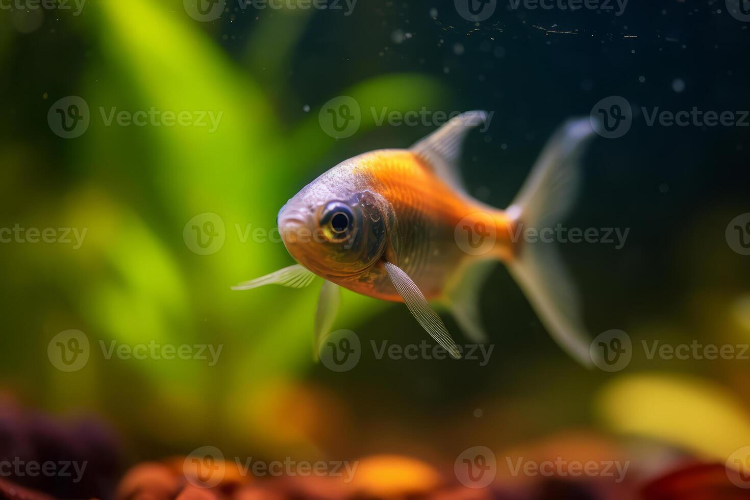 Cute Tetra in nature, national geography, Wide life animals. AI Generated. photo