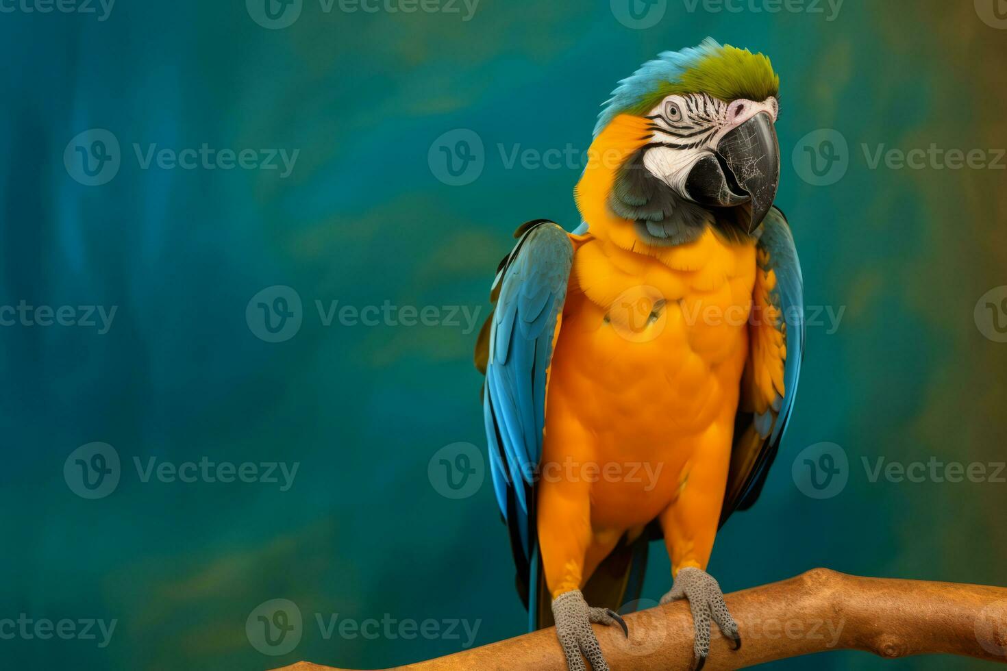 Very cute Macaw in nature, national geography, Wide life animals. AI Generated. photo