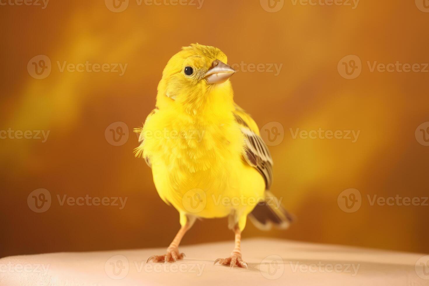 Very cute Canary in nature, national geography, Wide life animals. . photo