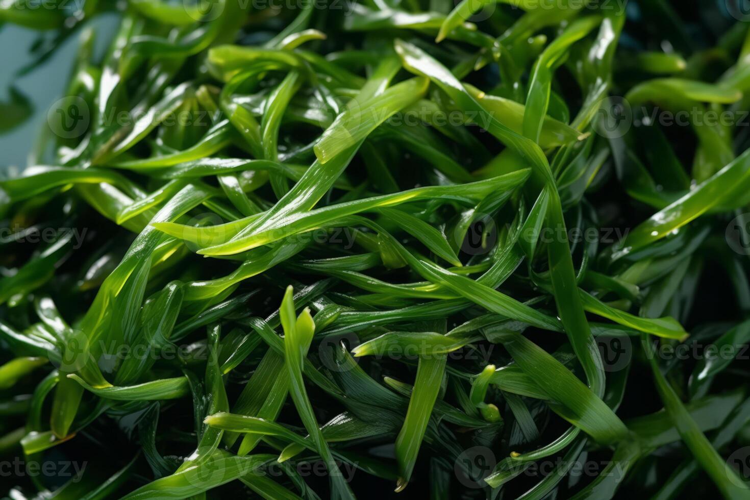 Close-up top view of ingredients Seaweed Salad Veggie, Japanese food. . photo