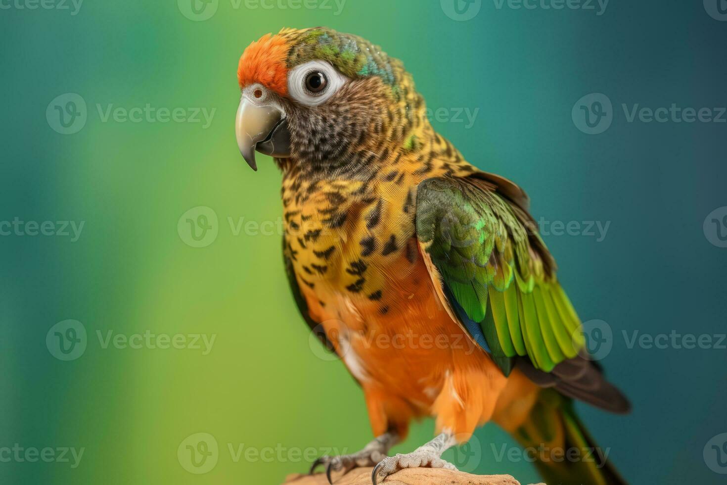 muy linda cotorra, lleno cuerpo en naturaleza, nacional geografía, amplio vida animales ai generado. foto