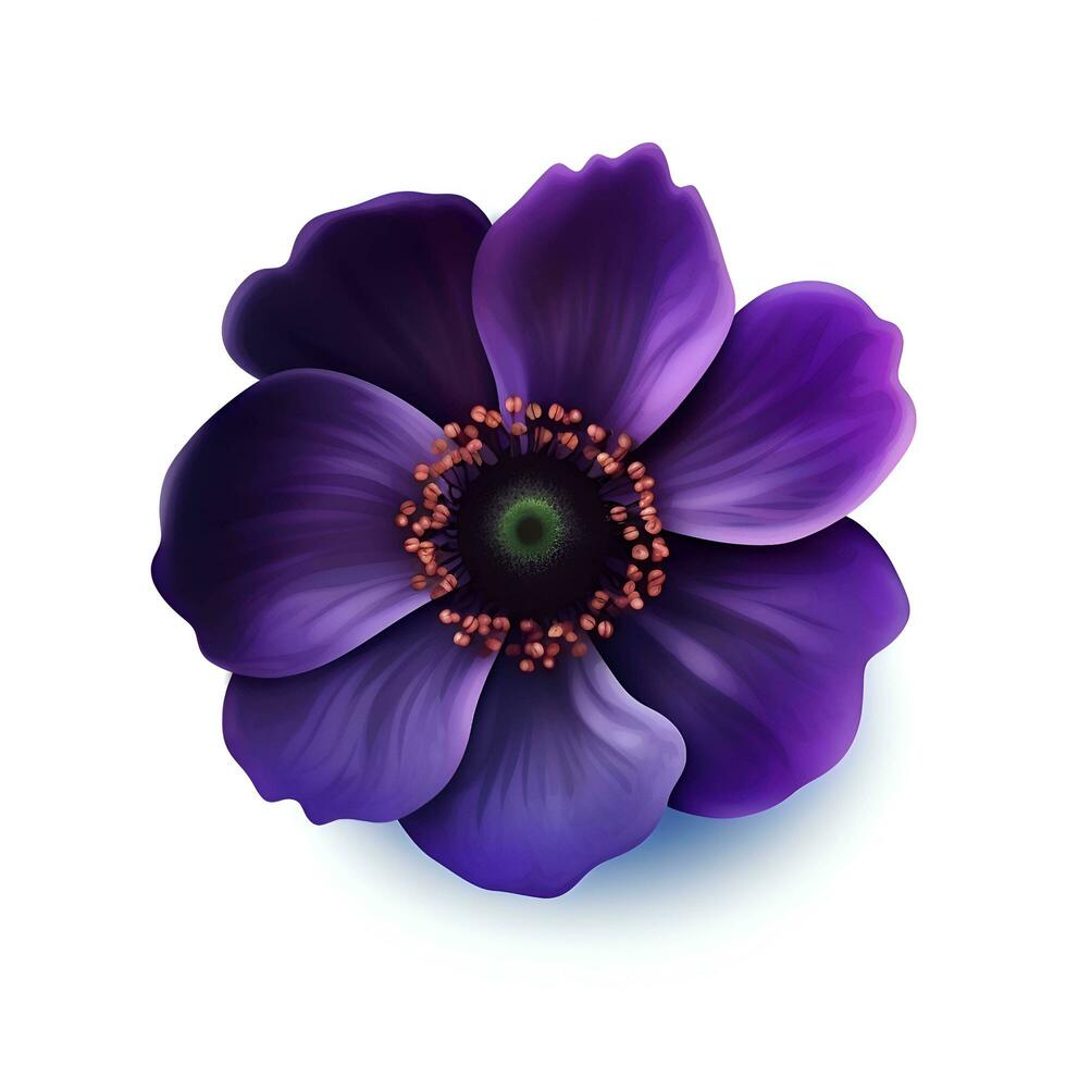 Purple anemone flower isolated on white background. Vector illustration. photo