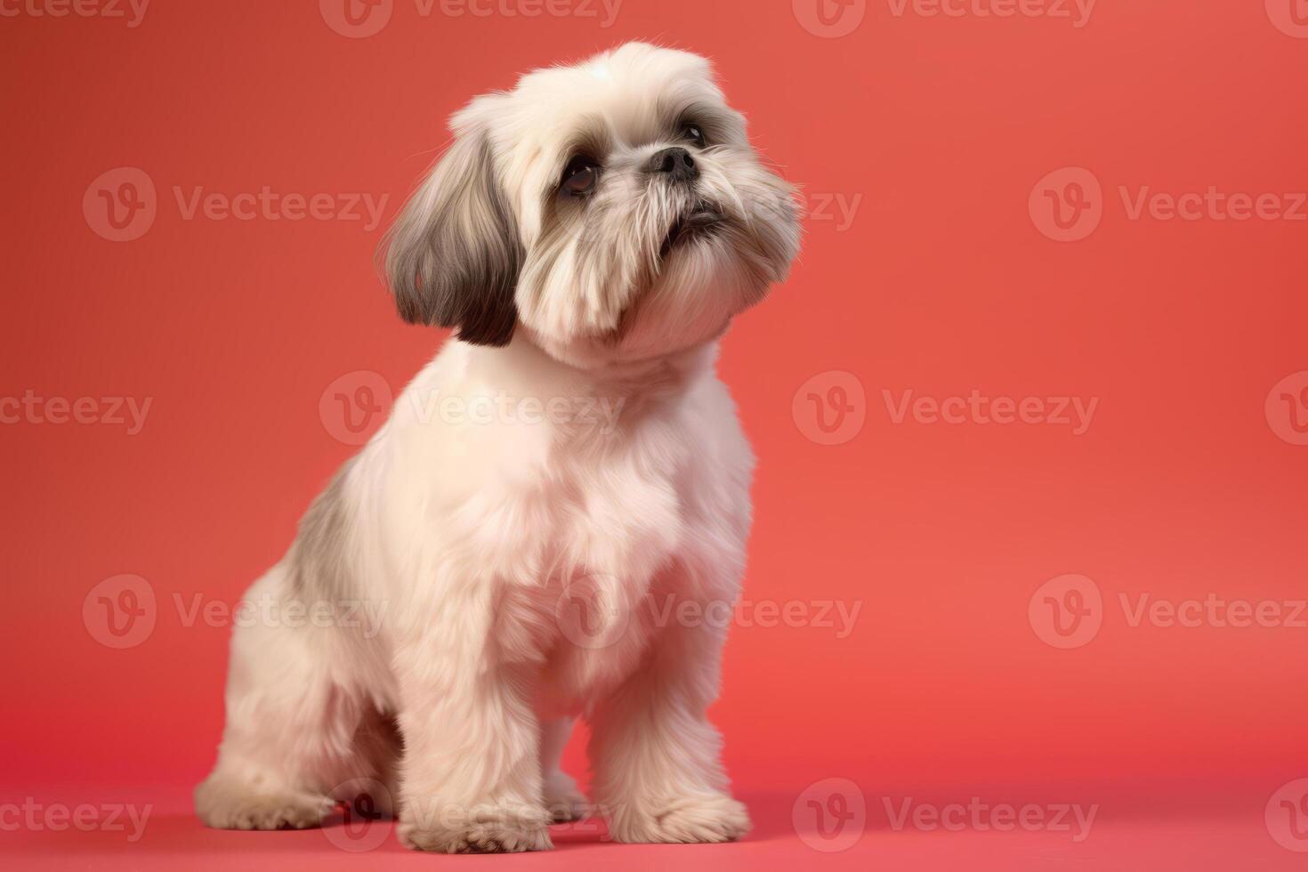Cute Shih Tzu in nature, national geography, Wide life animals. . photo