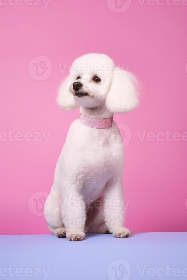 Very cute Poodle in nature, national geography, Wide life animals. AI Generated. photo