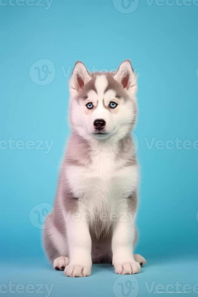 Very cute puppy Siberian Husky in nature, national geography, Wide life animals. . photo
