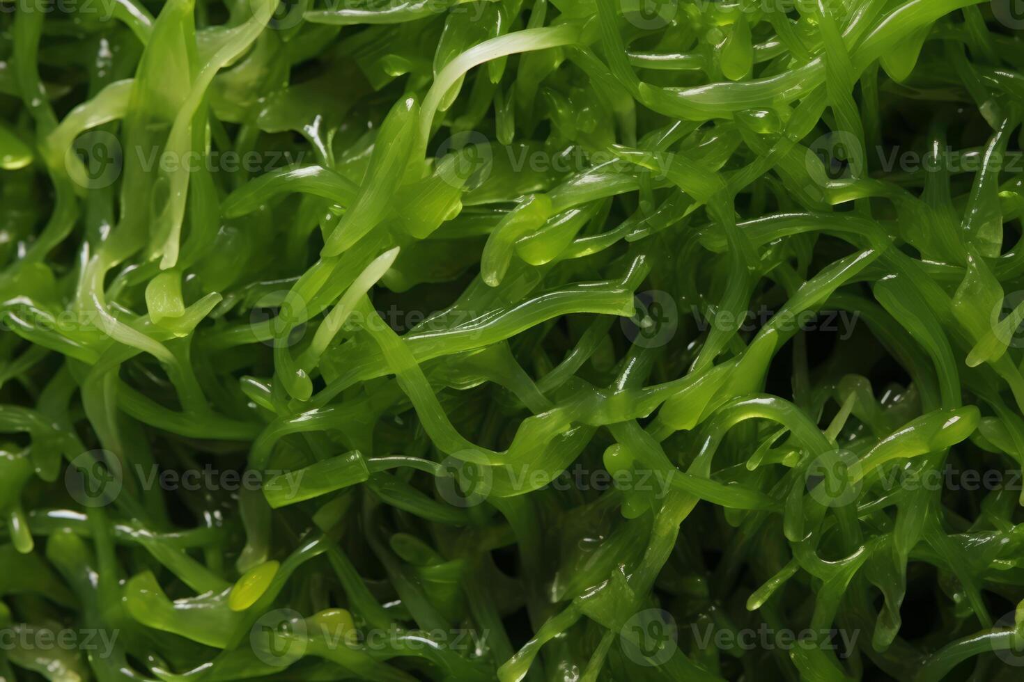 Close-up top view of ingredients Seaweed Salad Veggie, Japanese food. . photo