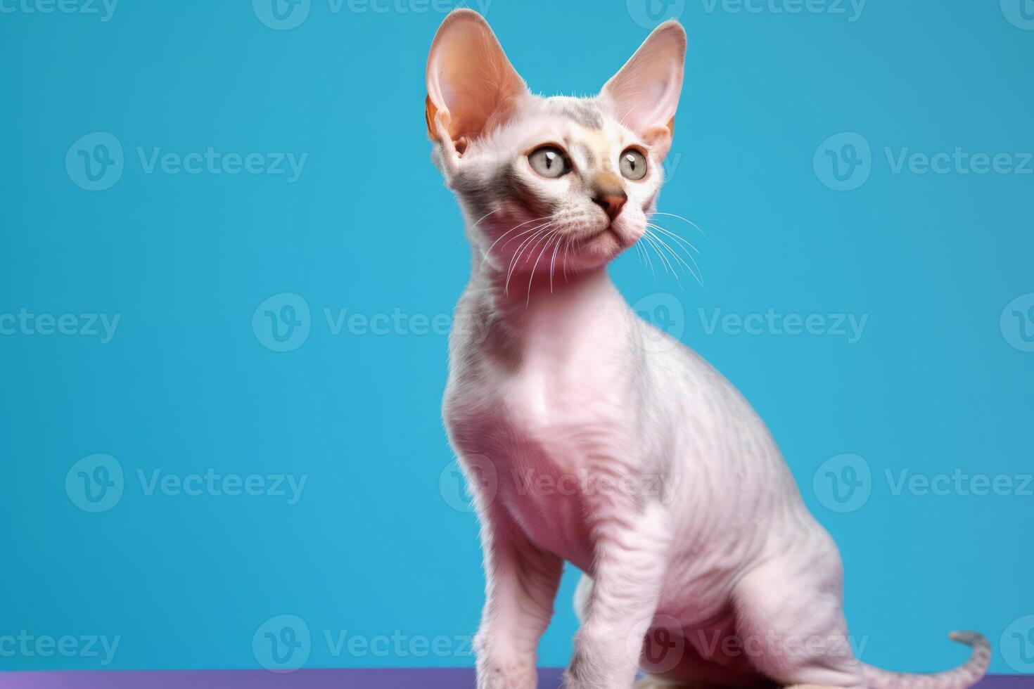 Cute Devon Rex in nature, national geography, Wide life animals. . photo
