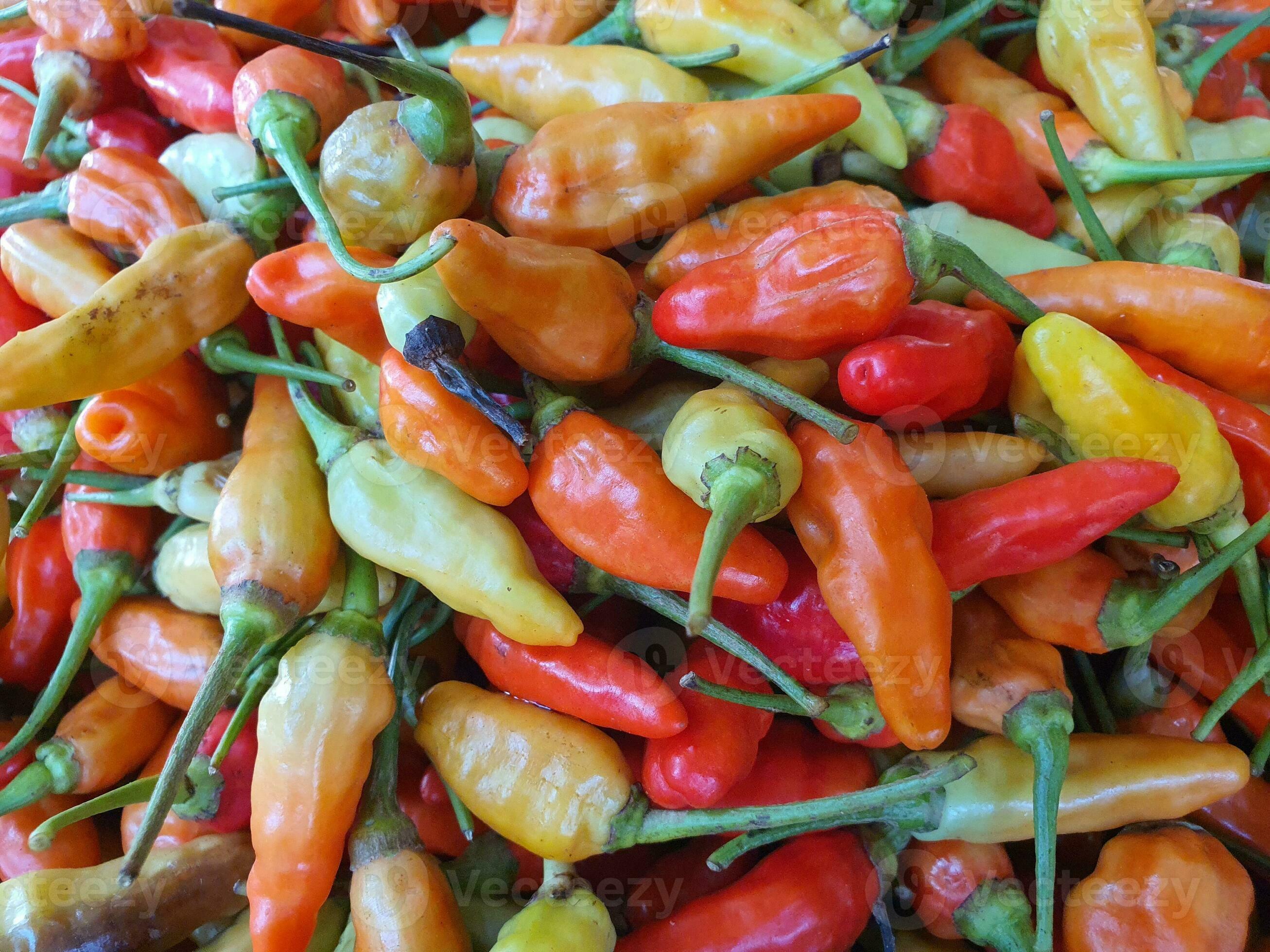 Photo of cayenne pepper chili. Photo of chili fruits of cayenne pepper