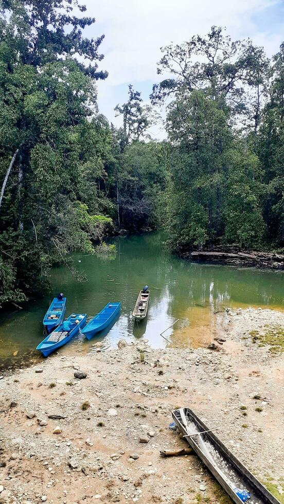 ver de río en el bosque foto