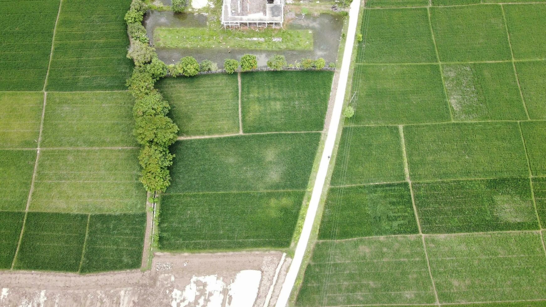 view from the top of the rice fields photo