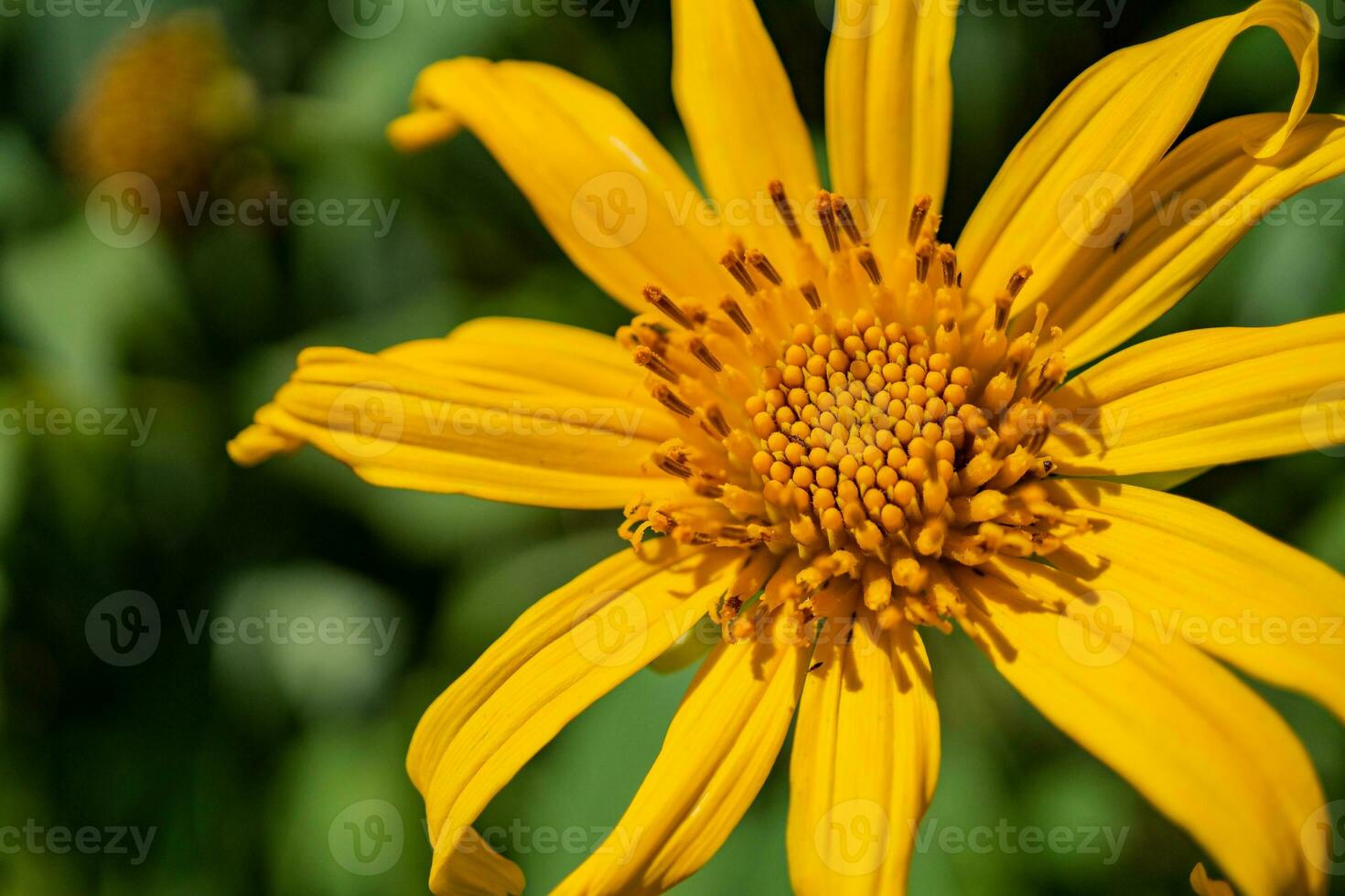 Asteraceae wild yellow flower blooming when summer season. With close up photo and green leaf background. The photo is suitable to use for botanical content media and flowers nature photo background.