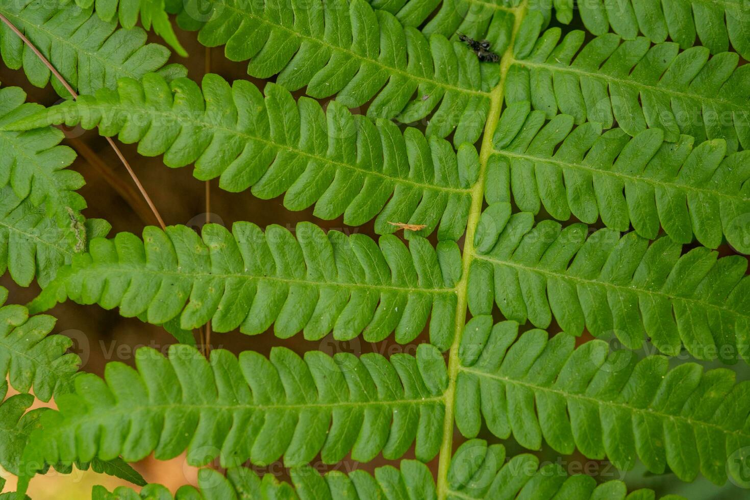 Textured and surface of Eagle fern green leaf on the camping ground. The photo is suitable to use botanical content media, environmental poster and nature background.