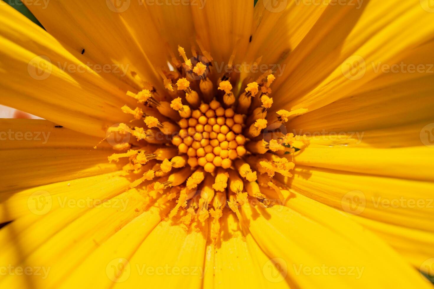 Asteraceae wild yellow flower blooming when summer season. With close up photo and green leaf background. The photo is suitable to use for botanical content media and flowers nature photo background.