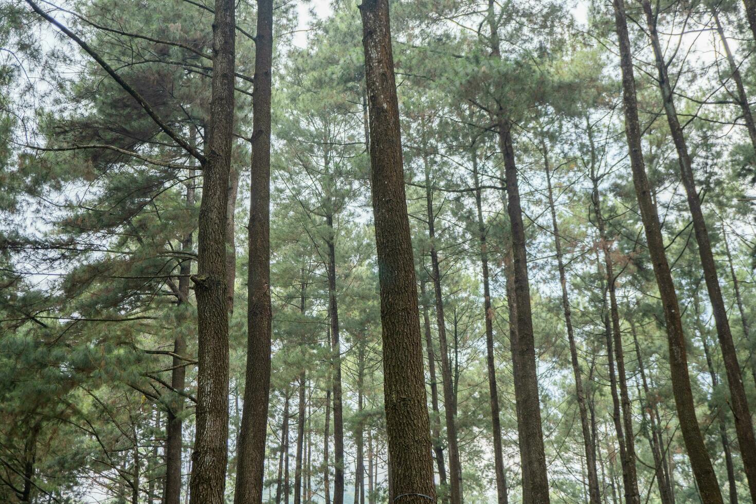 Lot of brown Pinus sylvestris fruit on the pine forest camping ground. The photo is suitable to use for nature botanical background and content media