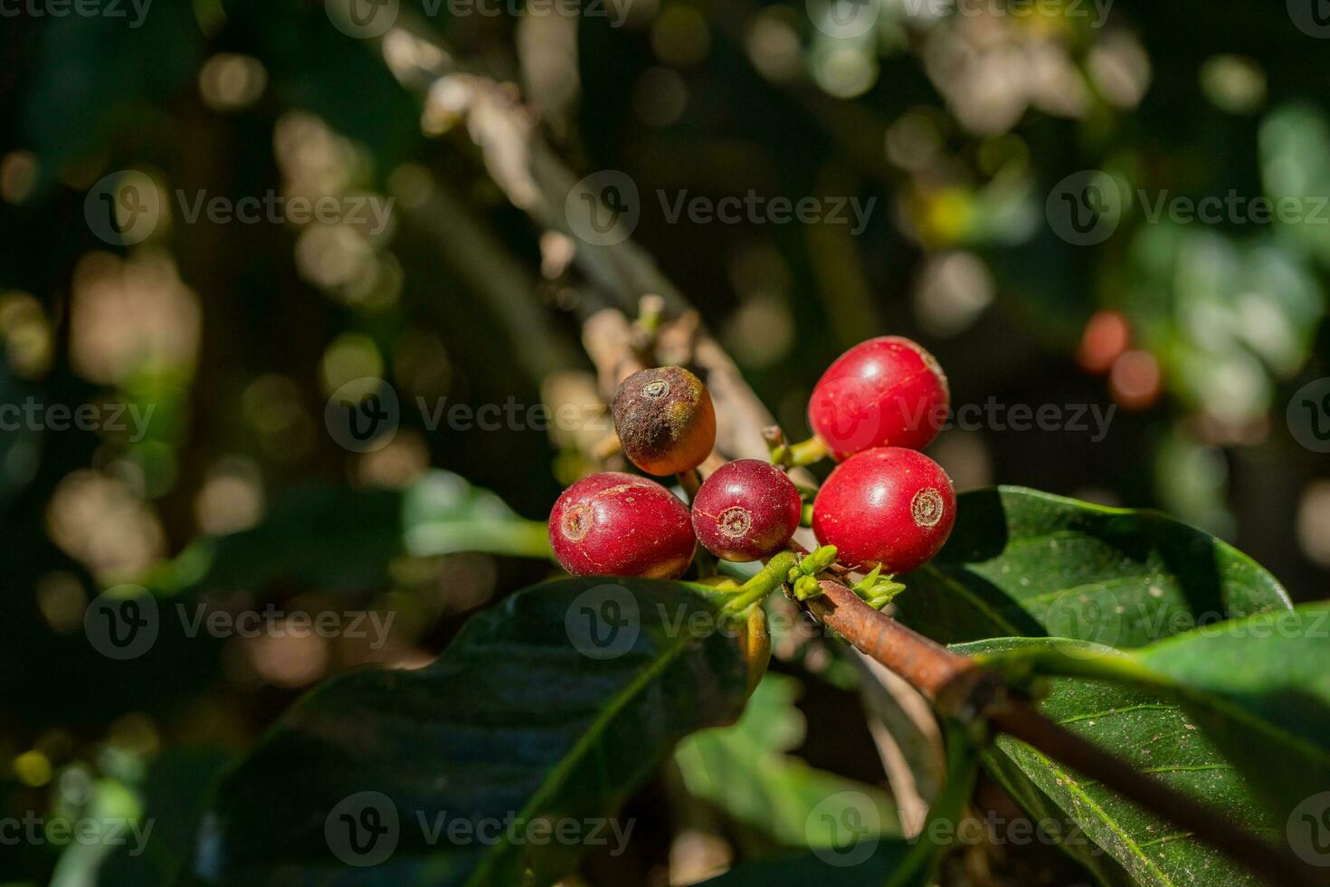 Red raw coffee beans when harvest season. The photo is suitable to use for coffee shop poster, background and content media.