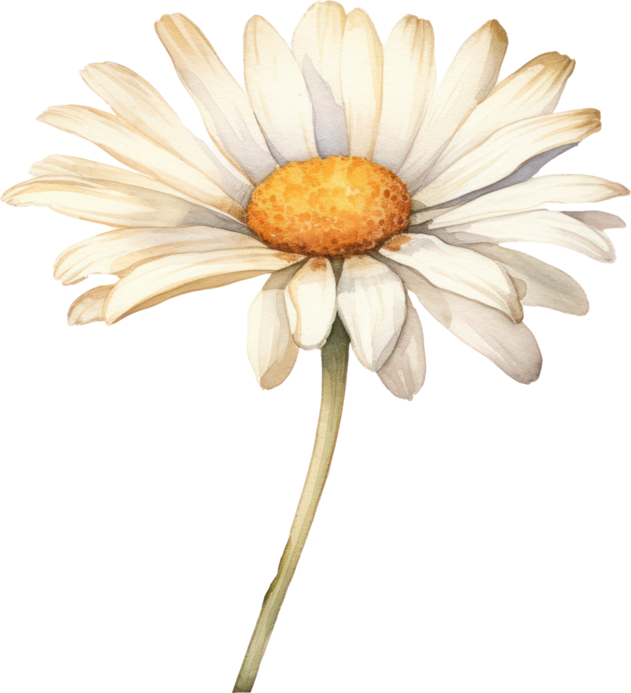 Daisy flower watercolor illustration. AI Generated png