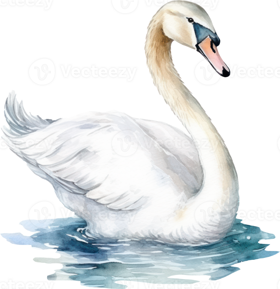 Watercolor white swan illustration. AI Generated 26976380 PNG