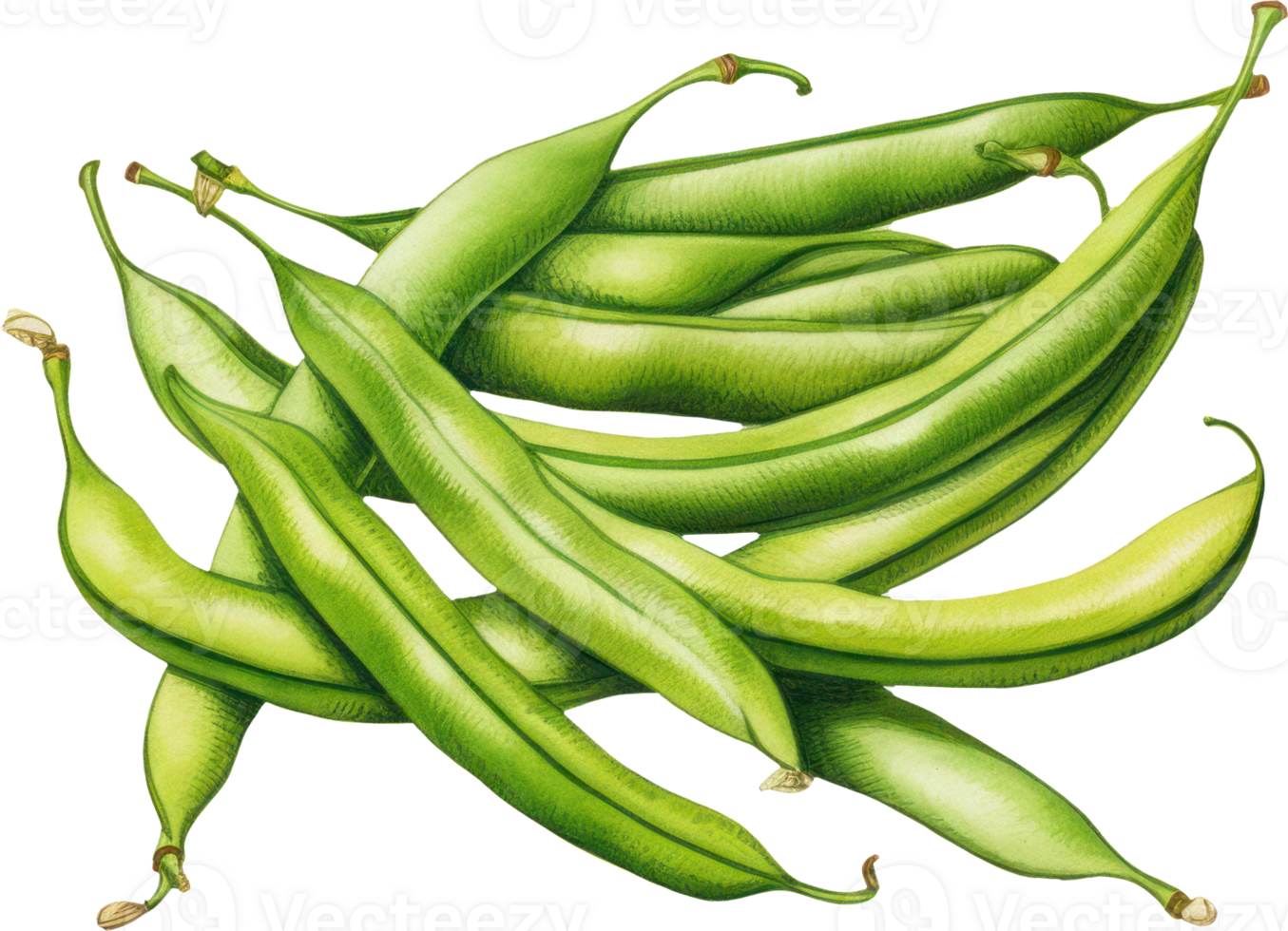 Green beans watercolor illustration. AI Generated 26976400 PNG