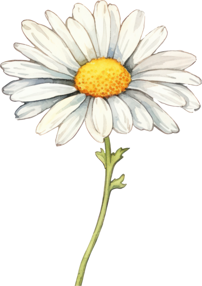 Daisy flower watercolor illustration. AI Generated png