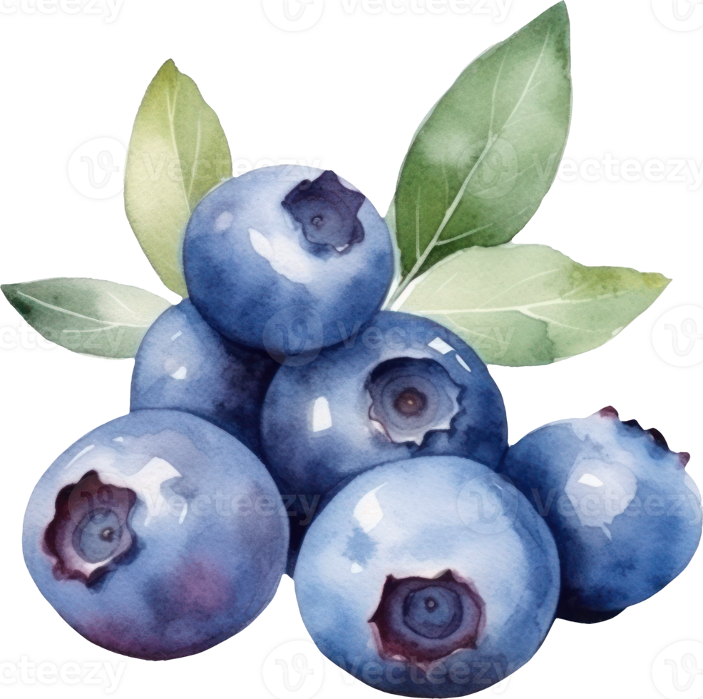 Blueberry Fruits Watercolor Illustration. png
